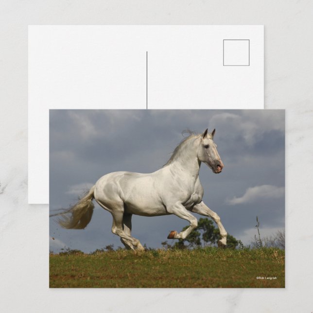 Grey Andalucian Stallion Running against Sky Postcard (Front/Back)