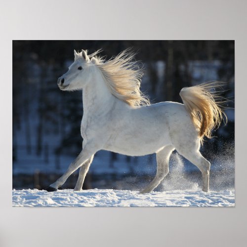Grey Arab Running In Snow Mane Flowing Poster