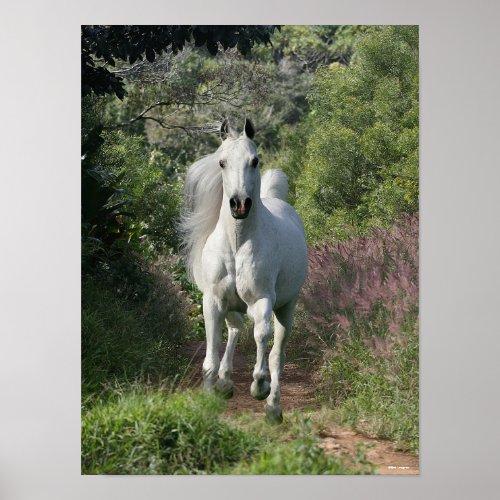 Grey Arab Running On Path With Flowers Poster