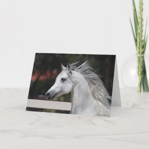 Grey Arab Stallion headshot Mane Flowing Card