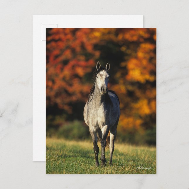 Grey Arab Standing Autumnal Background Postcard (Front/Back)