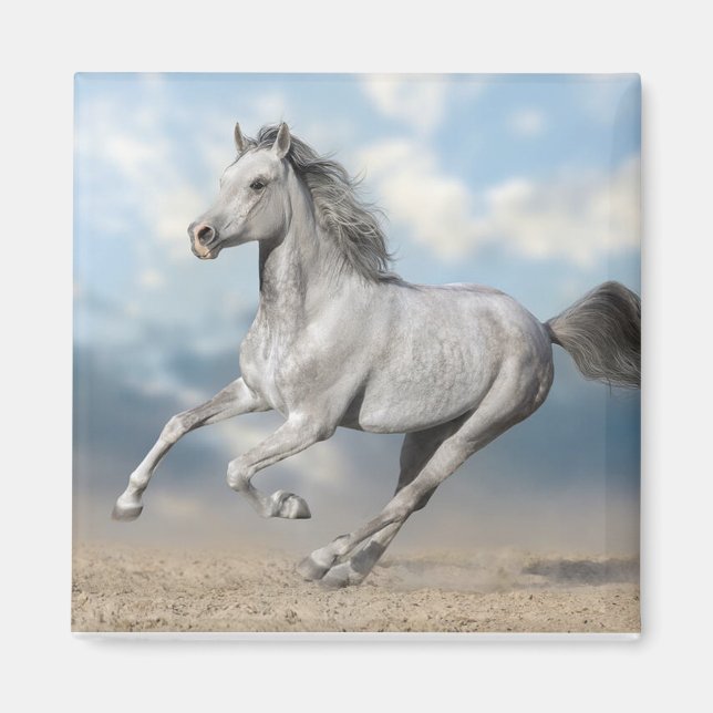 Grey Arabian Horse Gallops Through Sandy Landscape Magnet (Front)
