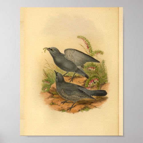 Grey Bruijns Cuckoo Shrike Bird Vintage Print
