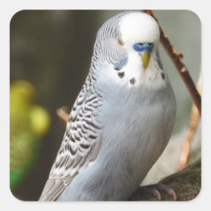 Grey Budgie Bird Square Sticker