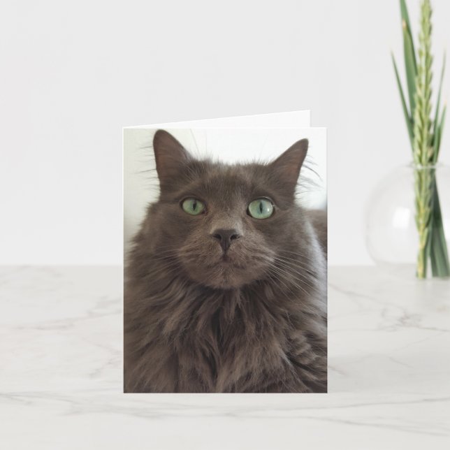 Grey cat card (Front)