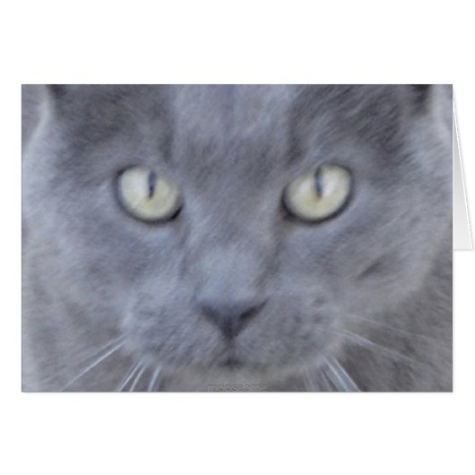 Grey cat face card (Front Horizontal)