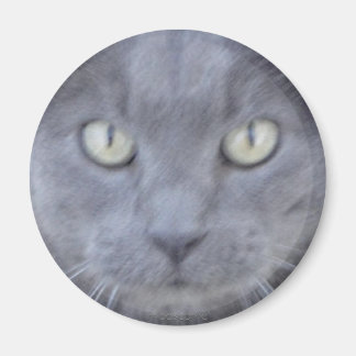Grey cat face magnet