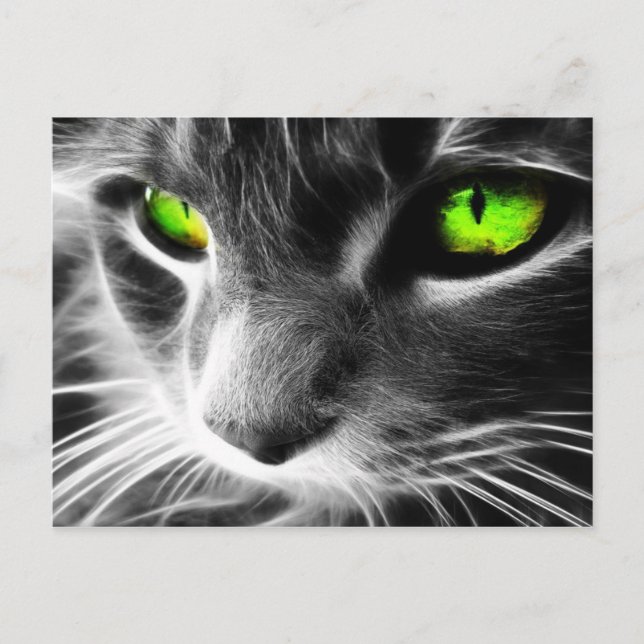Grey Cat Green Eyes Postcard (Front)