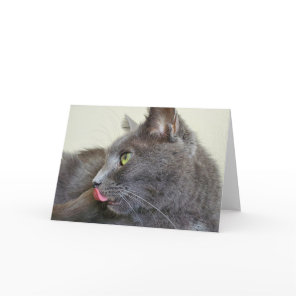 Grey cat greeting card