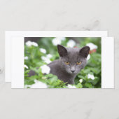 Grey cat in a garden (Front/Back)