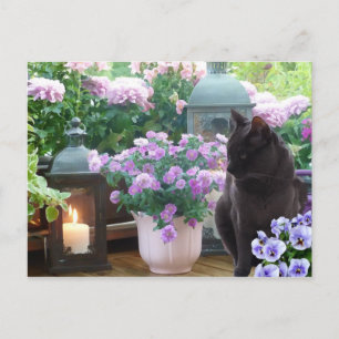 Grey Cat in the Garden Postcard