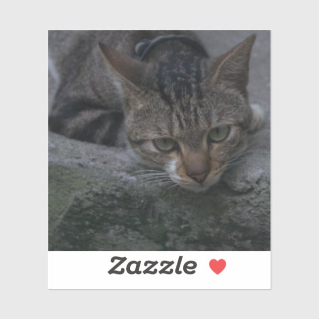 Grey Cat Looking Sticker (Sheet)