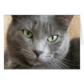 Grey cat note card (Front Horizontal)