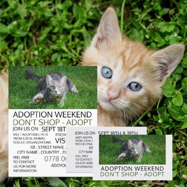 Grey Cat on Grass, Pet Adoption Event Advertising Flyer (Creator Uploaded)
