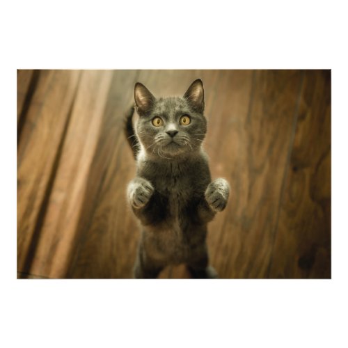 Grey Cat Standing On Two Feet Photo Print