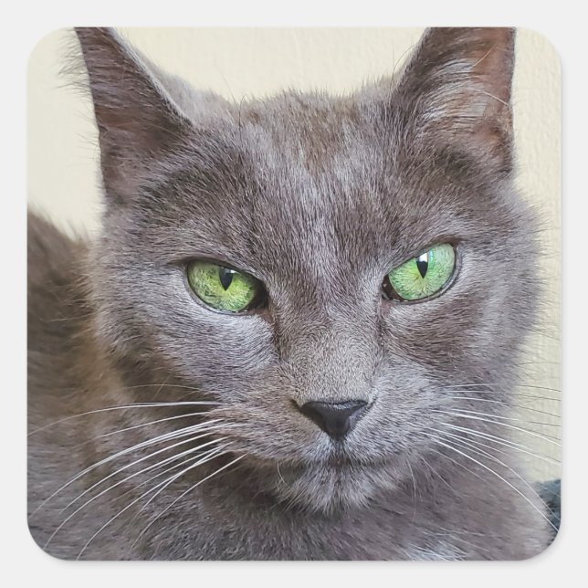 Grey cat stickers (Front)