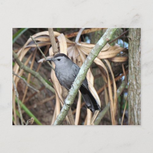 Grey Catbird Postcard