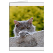 Grey Cats Paw (Front)