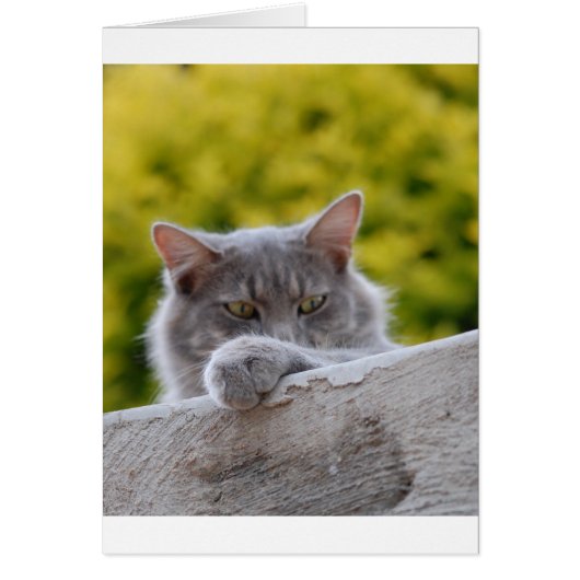 Grey Cats Paw (Front)