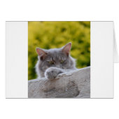 Grey Cats Paw (Front Horizontal)