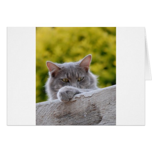 Grey Cats Paw (Front Horizontal)