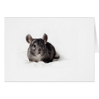 Grey Chinchilla Cute in Blanket Cards