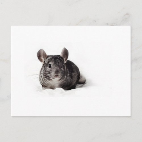 Grey Chinchilla Cute in Blanket Postcard