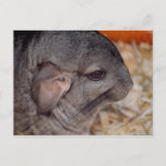 grey chinchilla side head view animal postcard