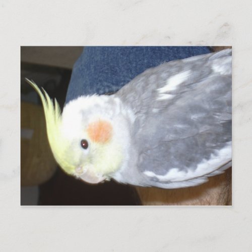 Grey Cockatiel Postcard