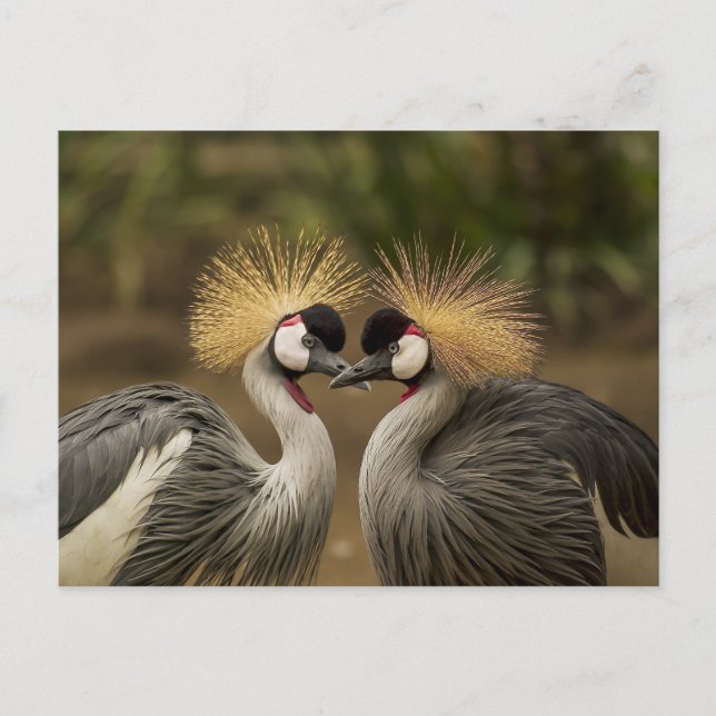 Grey Crowned Crane bird couple Postcard (Front)