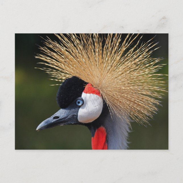 Grey Crowned Crane Postcard (Front)