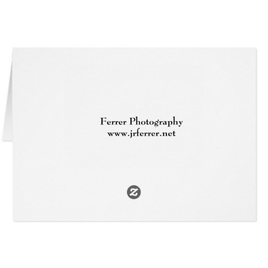 Grey Crowned Crane Profile (Back Horizontal)