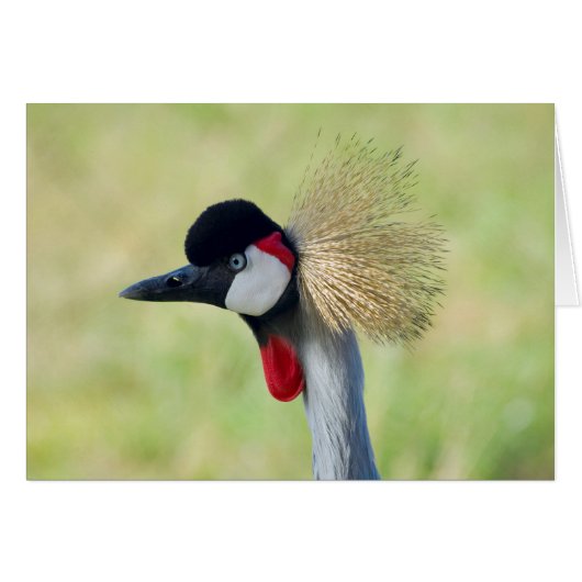 Grey Crowned Crane Profile Cards (Front Horizontal)