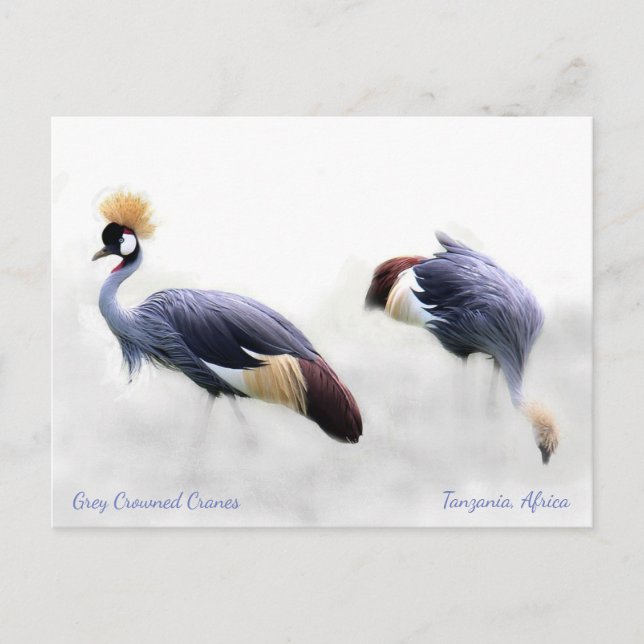 Grey Crowned Cranes Postcard (Front)