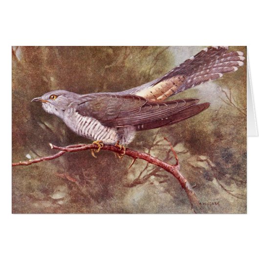 Grey Cuckoo Vintage Illustration (Front Horizontal)