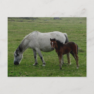 Grey Dartmoor Pony Mare And Foal Postcard