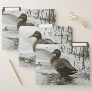 Grey duck on dark the lake file folder