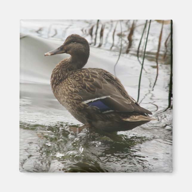 Grey duck on dark the lake magnet (Front)