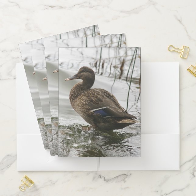 Grey duck on dark the lake pocket folder (In Situ)