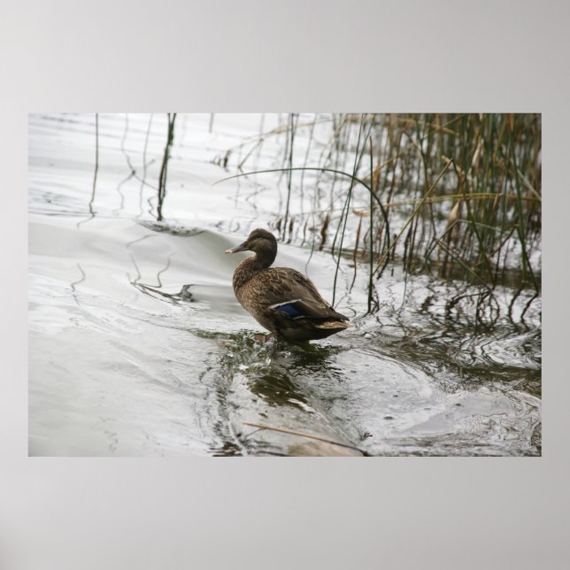 Grey duck on dark the lake poster (Front)