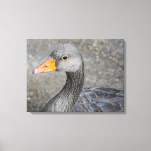 Grey duck up close canvas print