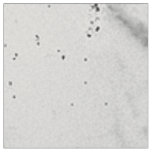 Grey Elegant Swirls Marble Texture Combed Cotton F Fabric