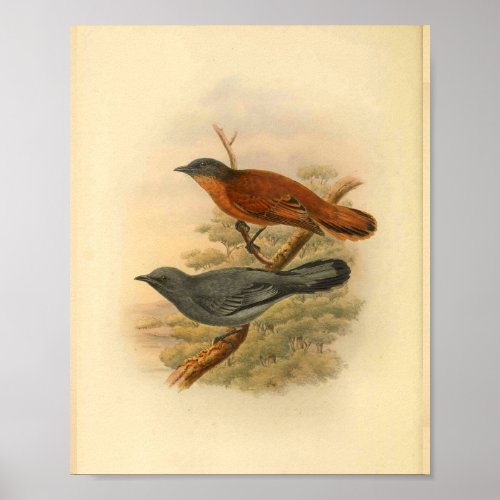 Grey Faced Cuckoo Shrike Bird Vintage Print