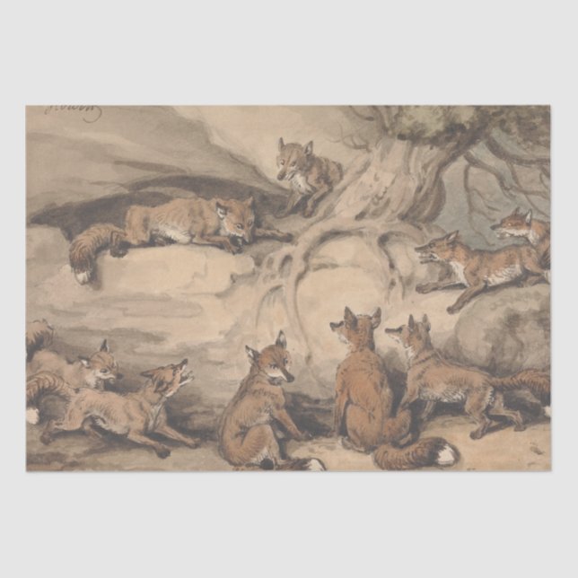 Grey Fox (Canis Virginianus) Tissue Paper (Front)