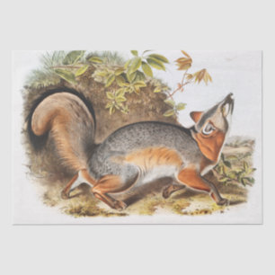 Grey Fox (Canis Virginianus) Tissue Paper