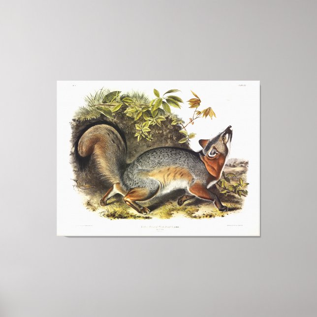 Grey Fox / Gray Fox Audubon's American Quadrupeds Canvas Print (Front)