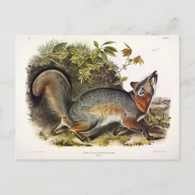 Grey Fox / Gray Fox Audubon's American Quadrupeds Postcard (Front)