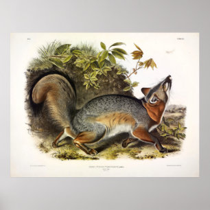 Grey Fox / Gray Fox Audubon's American Quadrupeds Poster