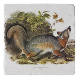 Grey Fox / Gray Fox Audubon's American Quadrupeds Trivet