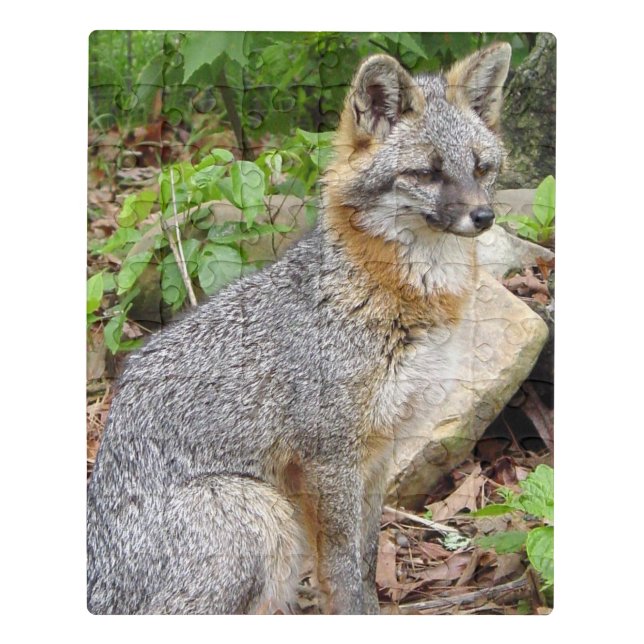 Grey Fox Posing Jigsaw Puzzle (Puzzle Vertical)